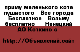 приму маленького кота пушистого - Все города Бесплатное » Возьму бесплатно   . Ненецкий АО,Коткино с.